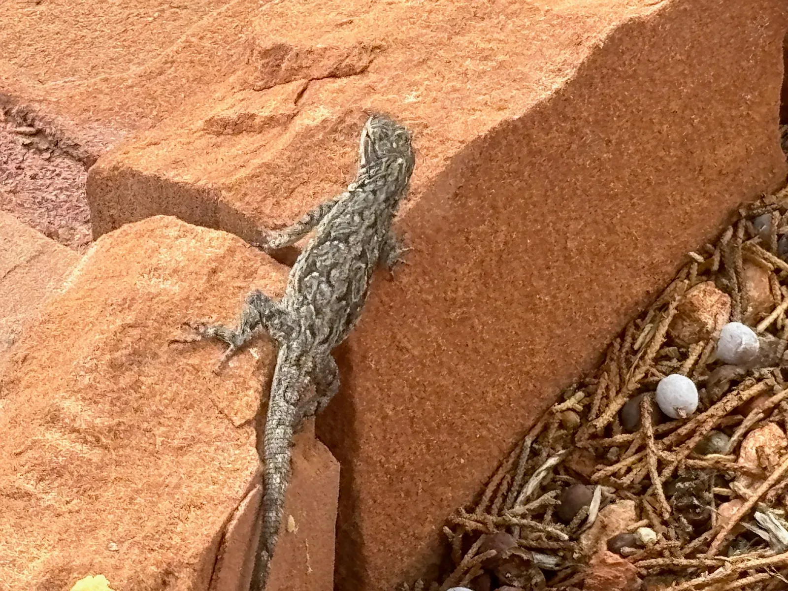 Lizard thingy