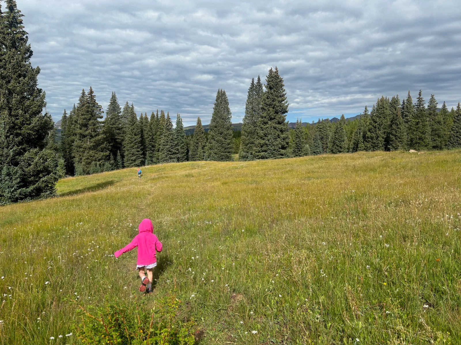 Mountain meadow