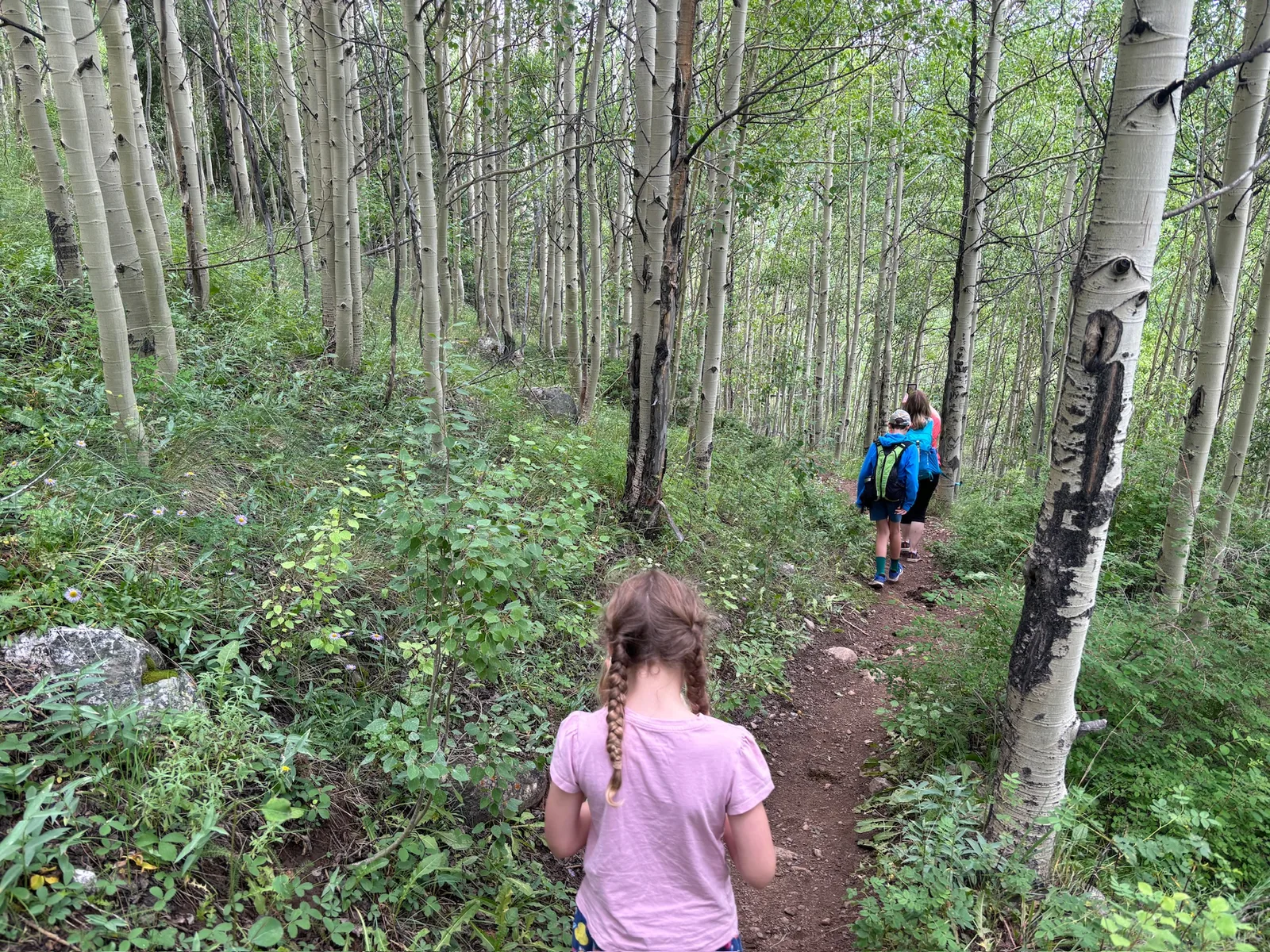 Through an aspen grove