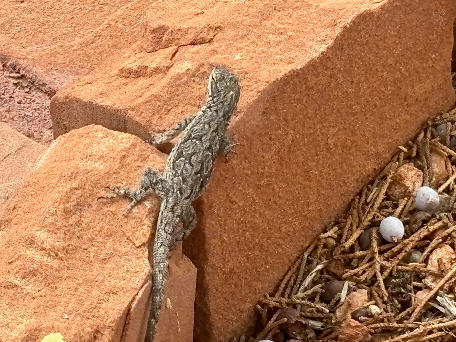 Lizard thingy