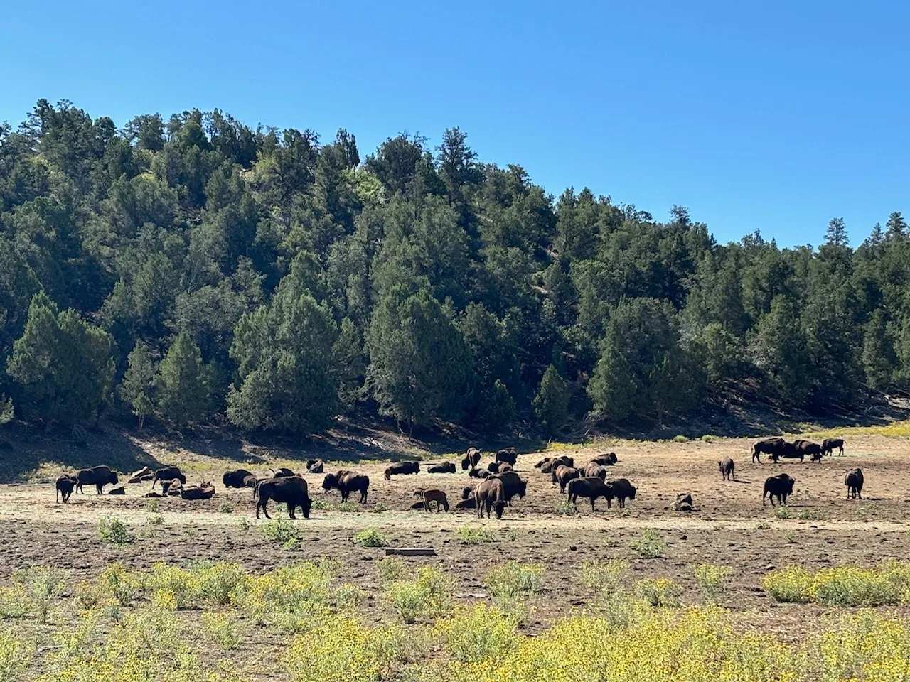 Buffalo grazing