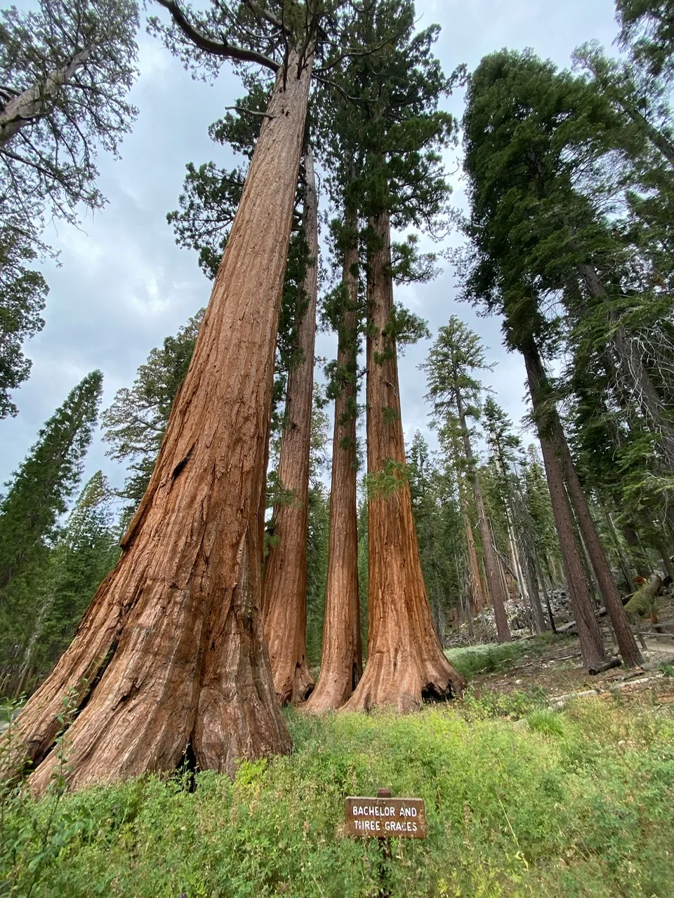 Giant Sequoias